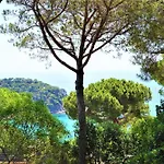 فيلة Cirici